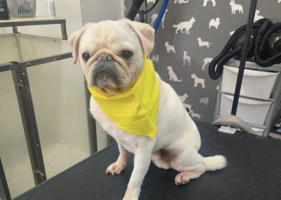 Mobile Groomers Kirkham