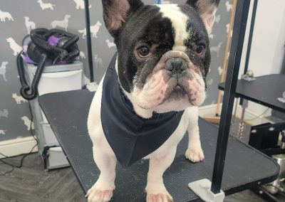 Mobile Groomers Garstang