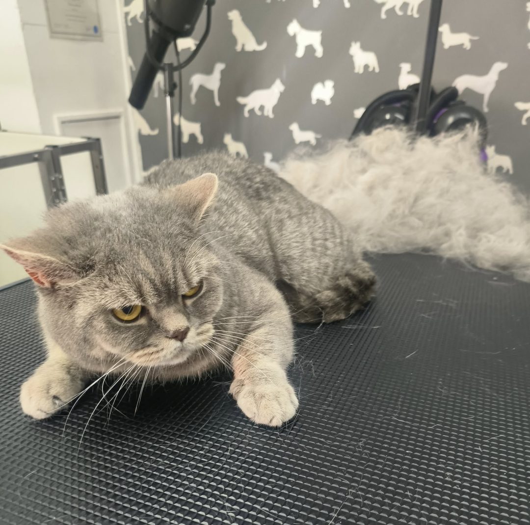 Cat Groomers Garstang