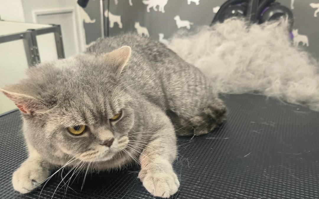 Cat Groomers Garstang