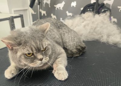 Cat Groomers Garstang