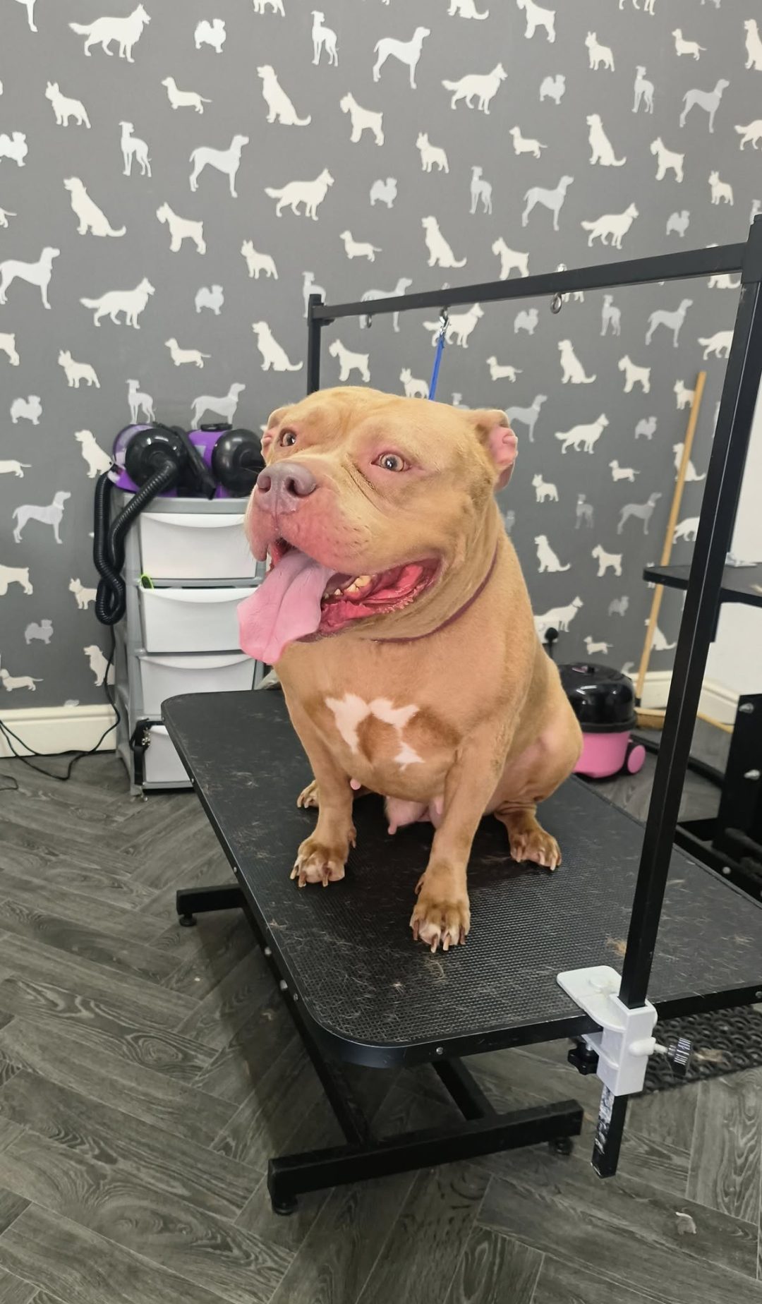 Mobile Groomers Blackpool