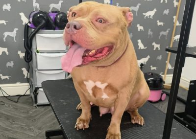 Mobile Groomers Blackpool
