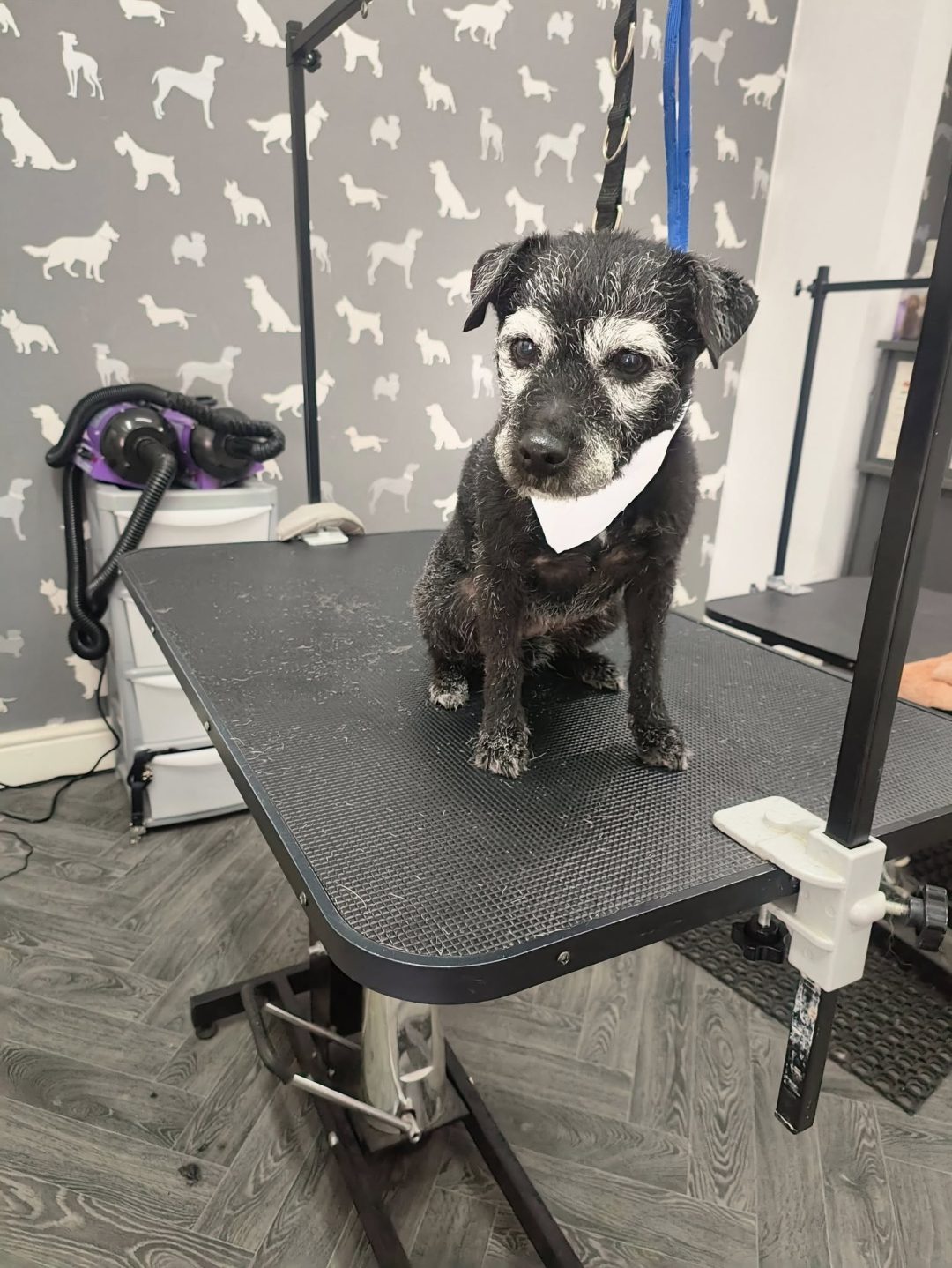 Mobile Groomers Catterall