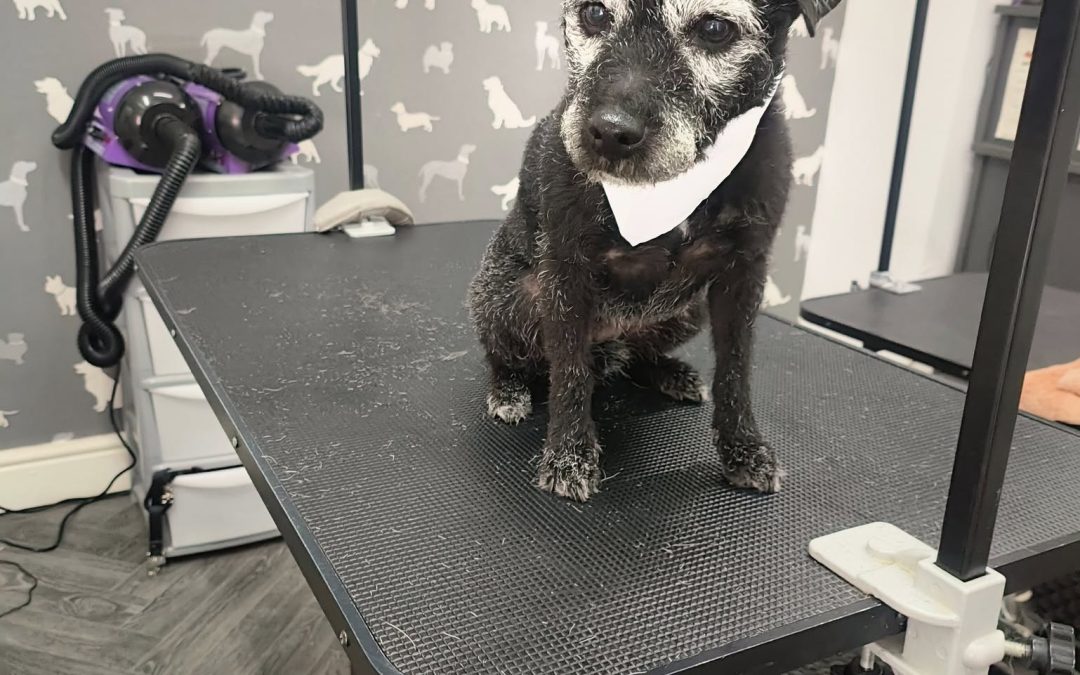 Mobile Groomers Catterall