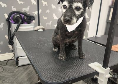 Mobile Groomers Catterall