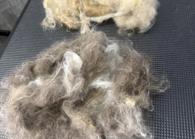Cat Groomers Blackpool
