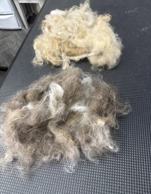 Cat Groomers Blackpool
