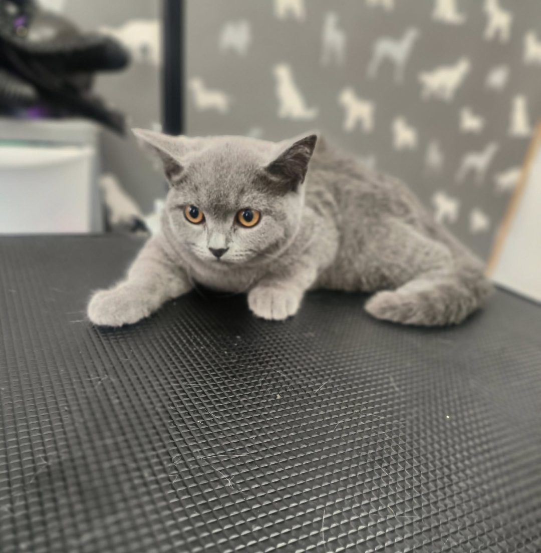 Cat Groomers Kirkham