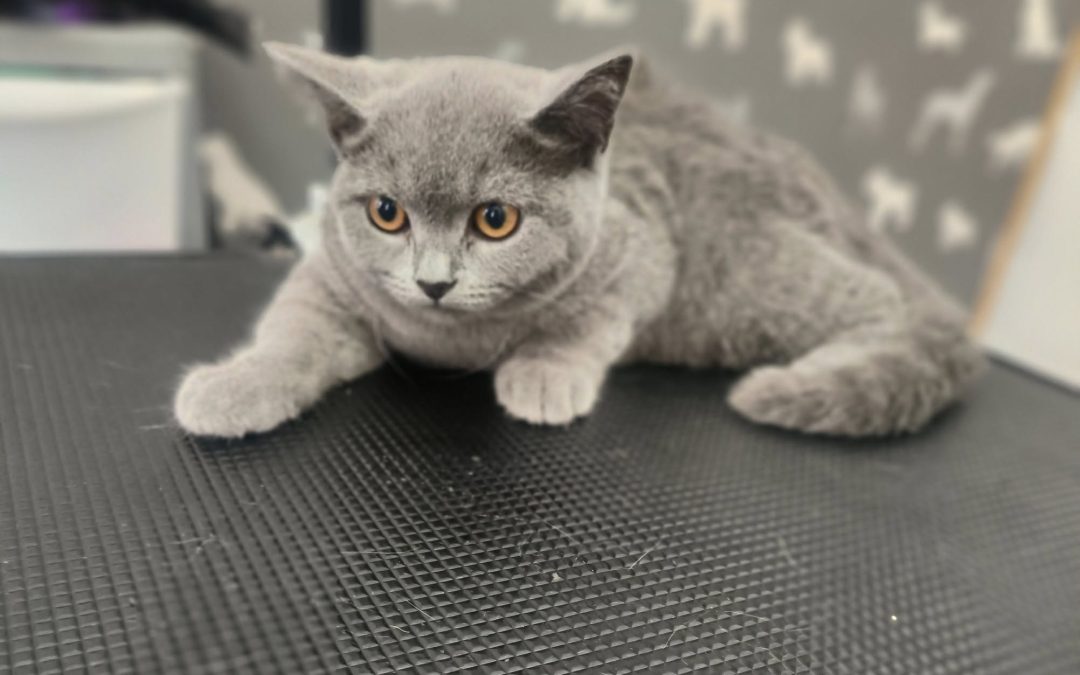 Cat Groomers Kirkham