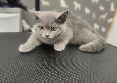 Cat Groomers Kirkham