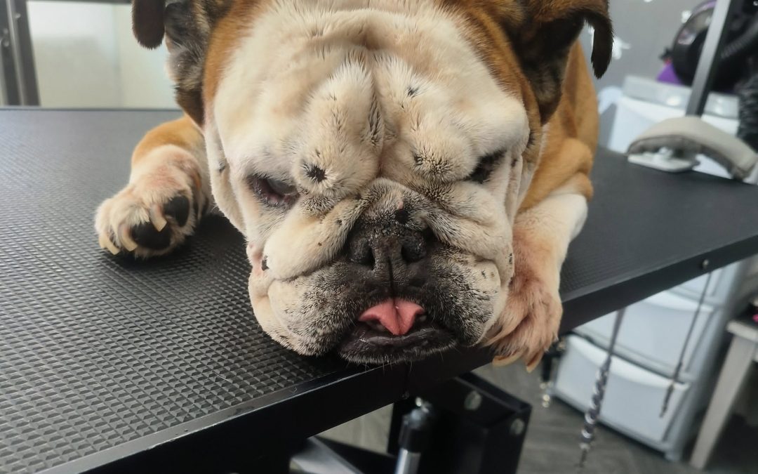 Mobile Groomers Penwortham