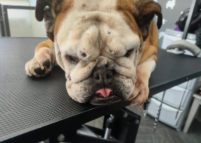 Mobile Groomers Penwortham