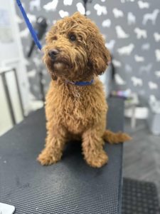 Mobile Dog Groomers Freckleton