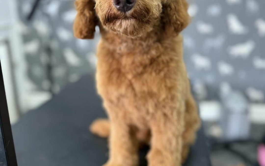 Mobile Groomers Freckleton
