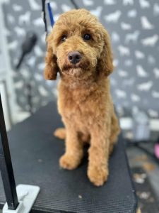 Mobile Groomers Freckleton