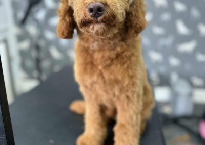 Mobile Groomers Freckleton