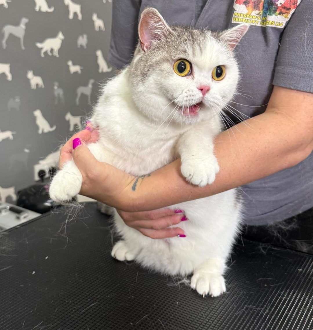 Cat Groomers Catterall