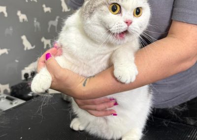 Cat Groomers Catterall