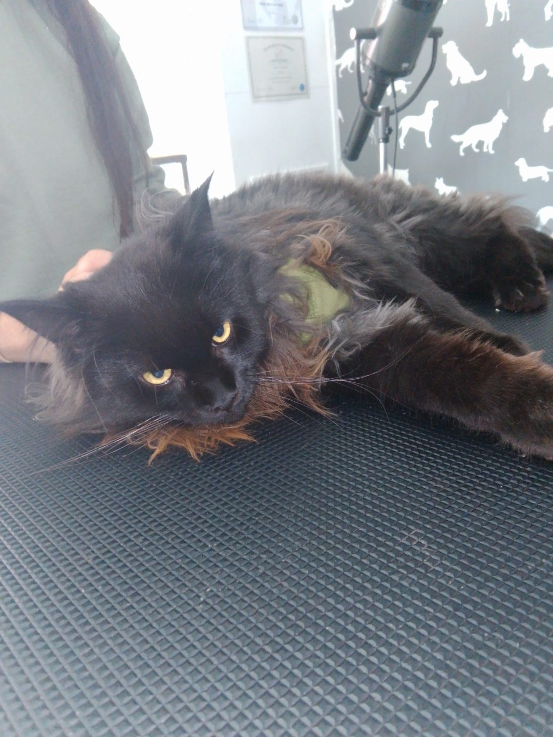 Cat Groomers Lancaster