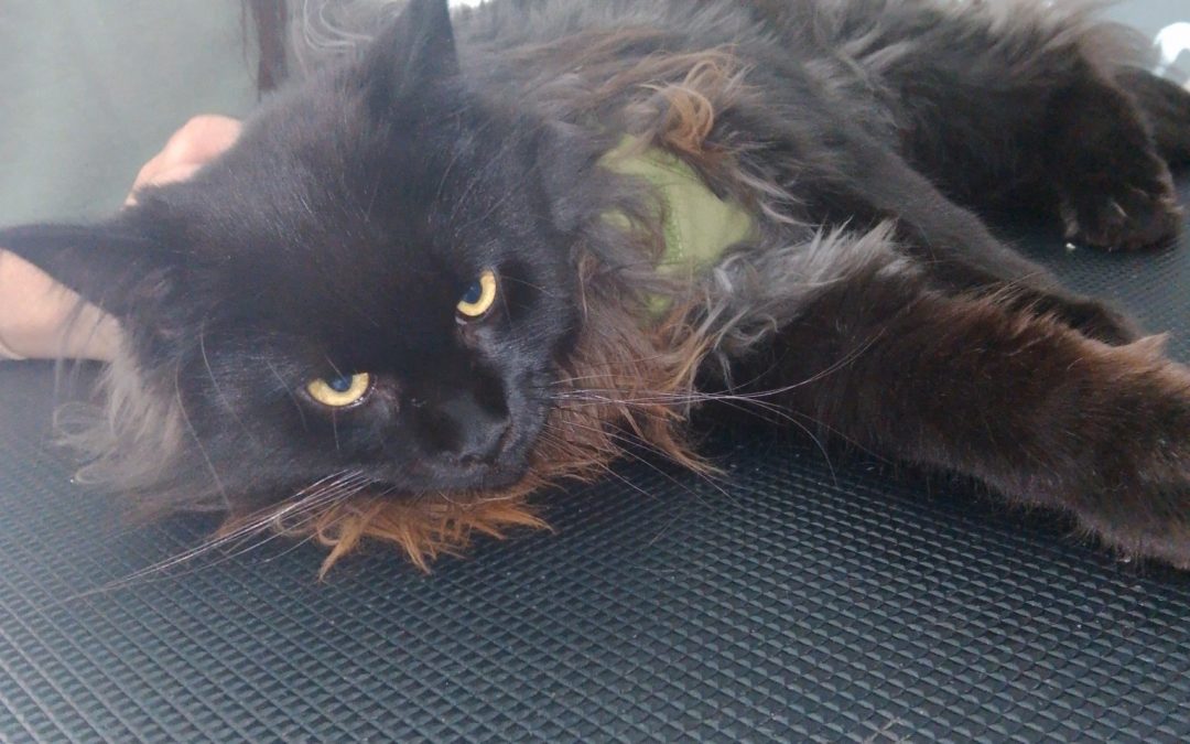 Cat Groomers Lancaster