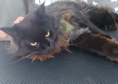 Cat Groomers Lancaster