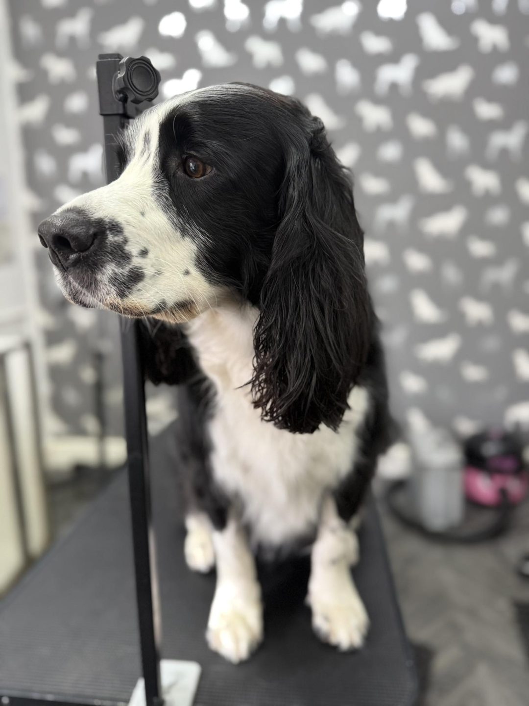Mobile Groomers Fulwood