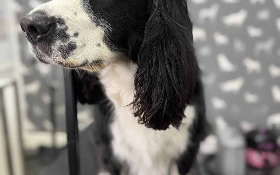 Mobile Groomers Fulwood