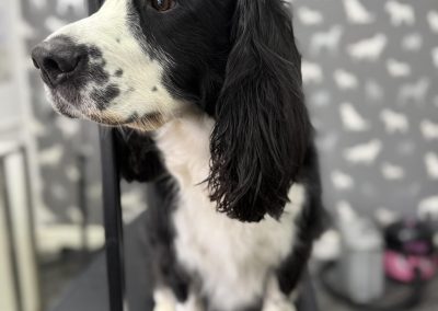 Mobile Groomers Fulwood