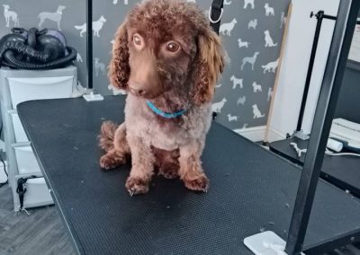 Mobile Groomers Chorley