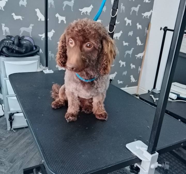 Mobile Groomers Chorley