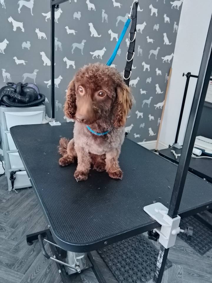 Mobile Groomers Chorley