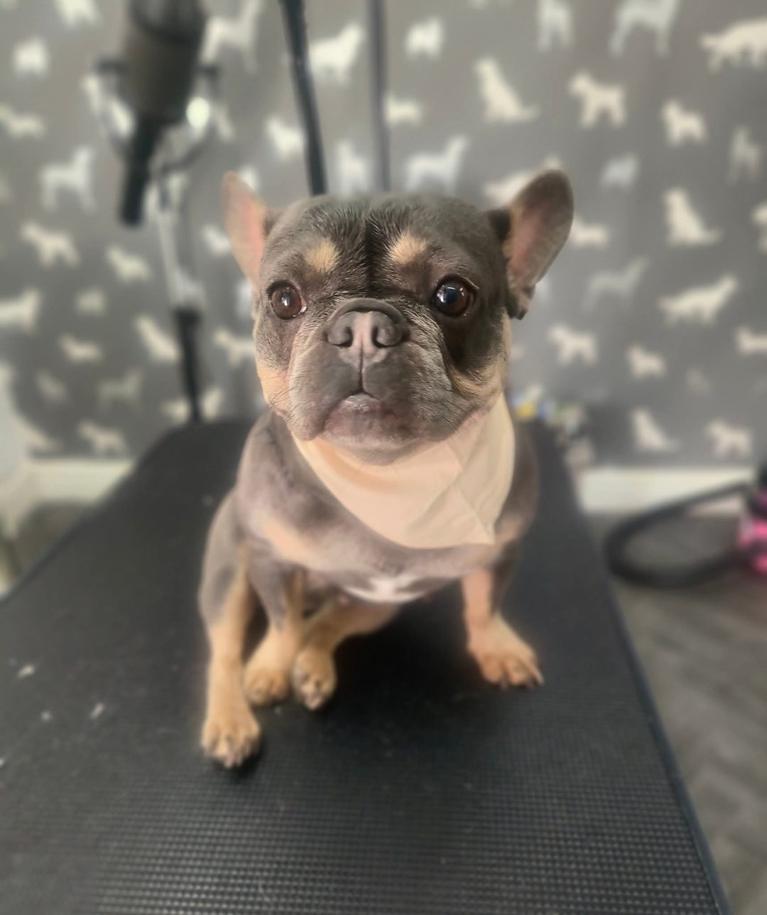 Mobile Groomers Darwen