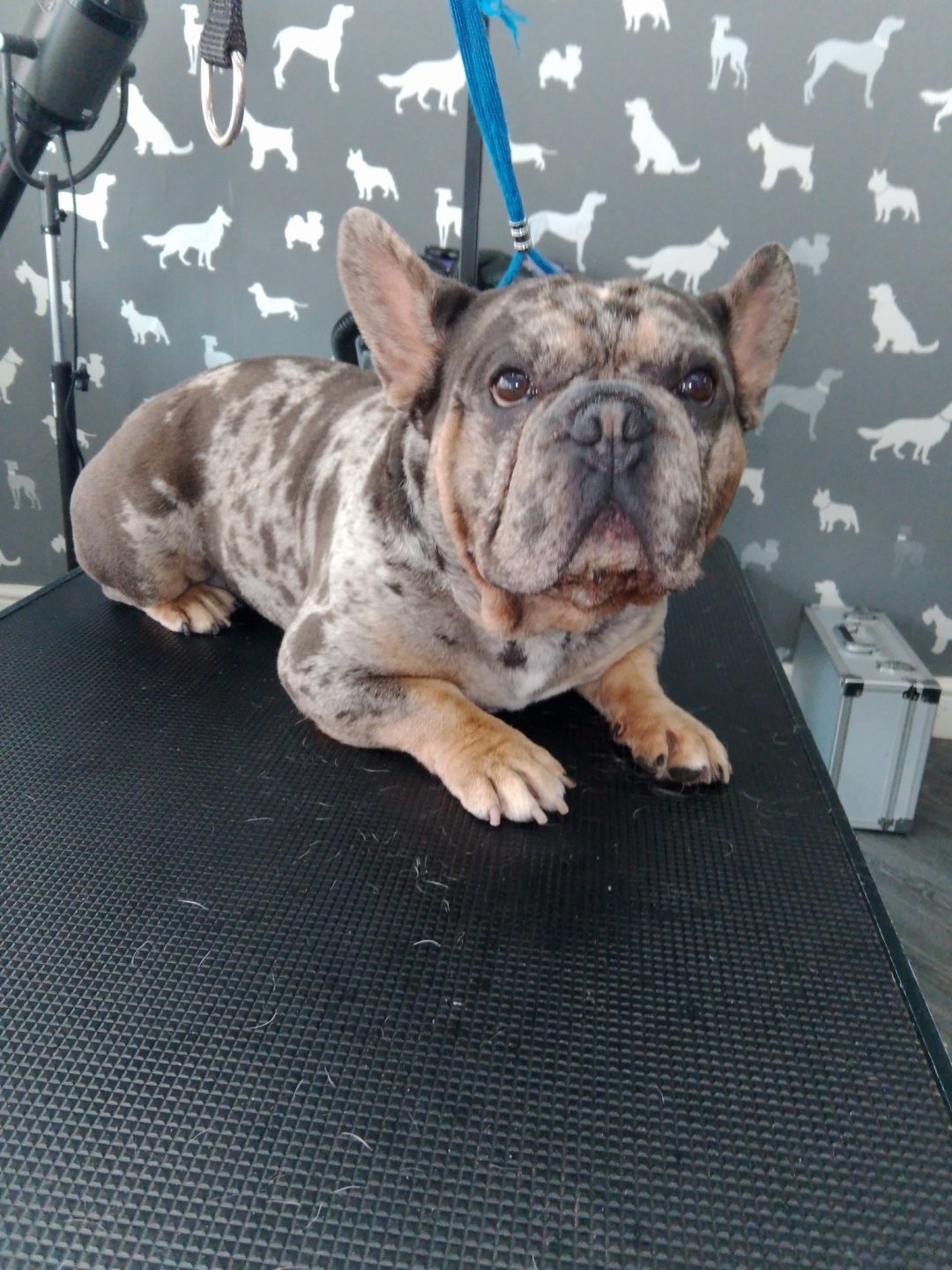 Mobile Groomers Blackburn