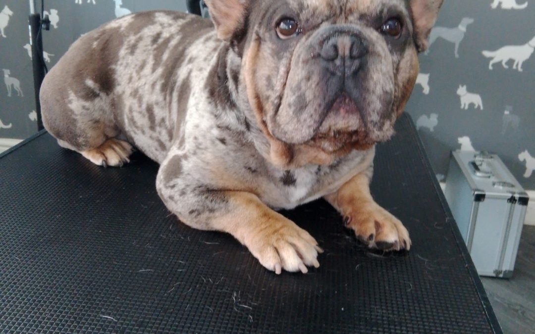 Mobile Groomers Blackburn
