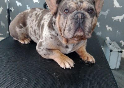 Mobile Groomers Blackburn