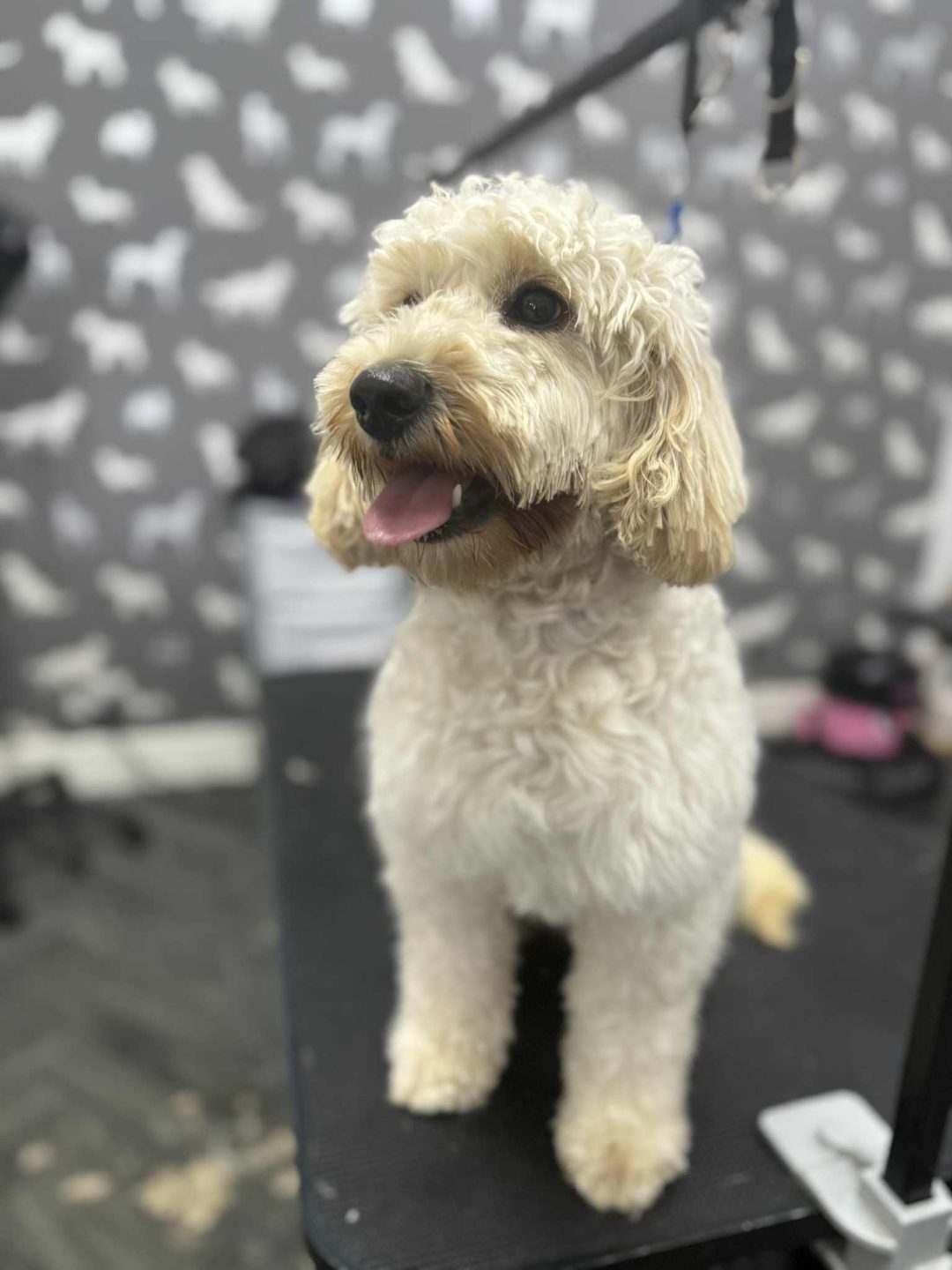 Mobile Groomers Poulton