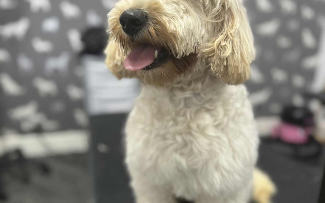 Mobile Groomers Poulton