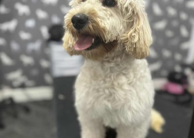 Mobile Groomers Poulton