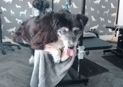 Mobile Groomers Euxton