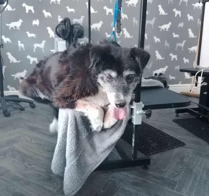 Mobile Groomers Euxton