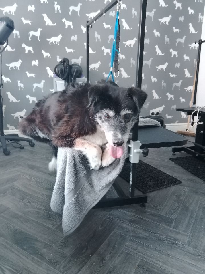 Mobile Groomers Euxton