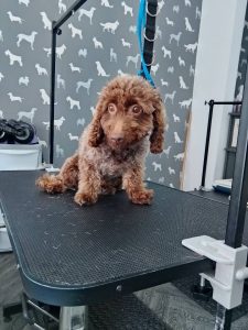 Mobile Dog Groomers Chorley