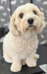Dog Groomers Burscough