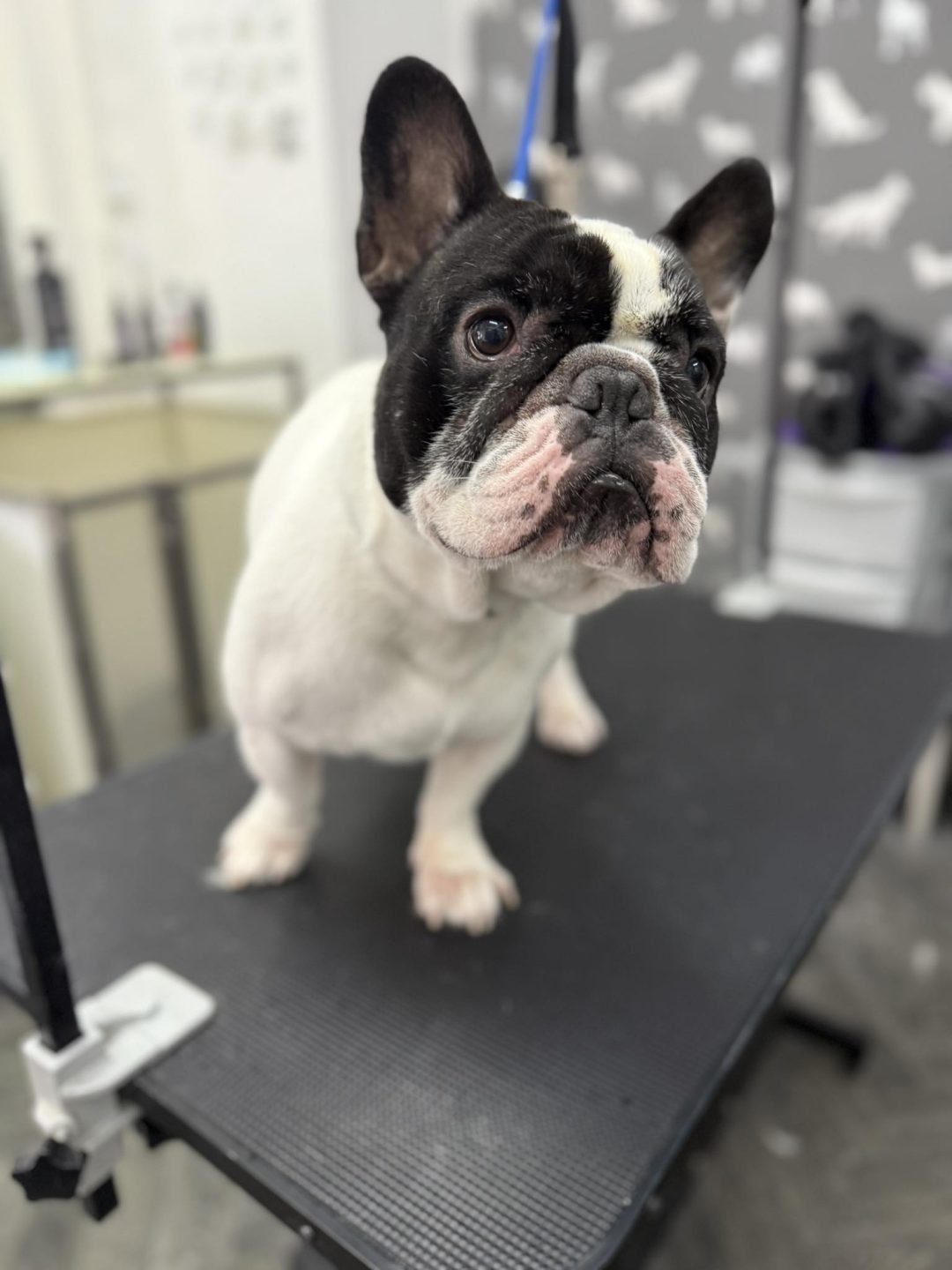 Mobile Groomers Morecambe