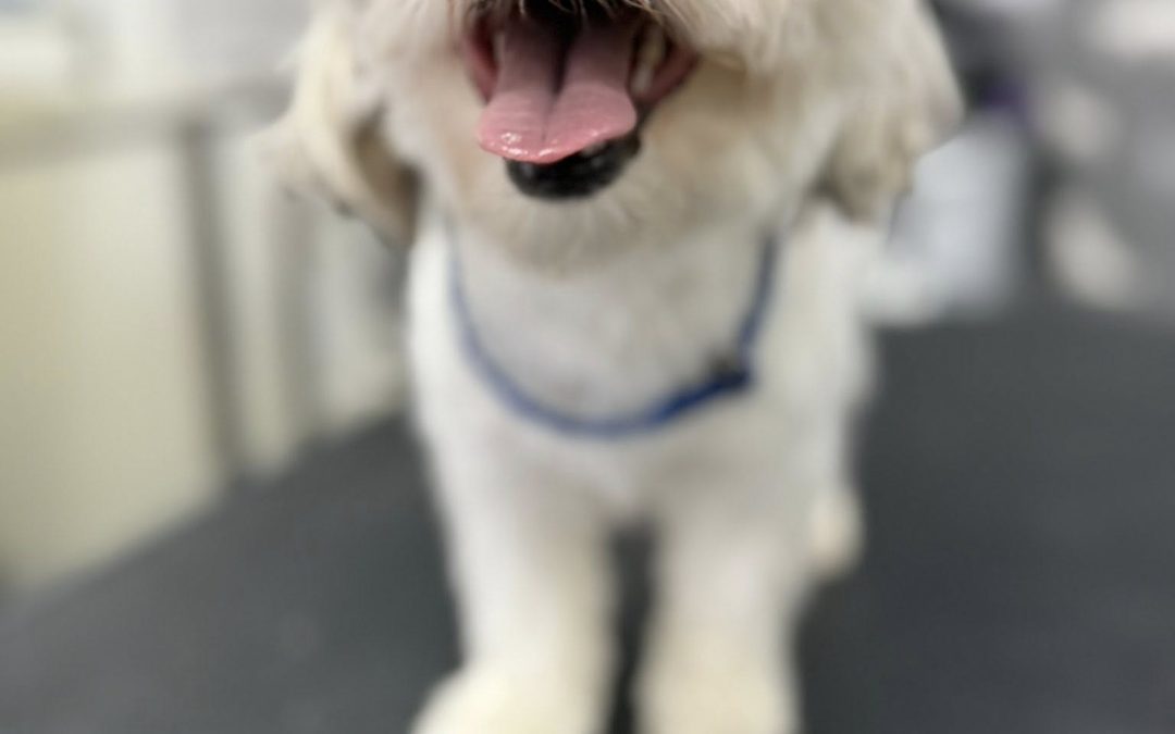 Mobile Groomers Preston