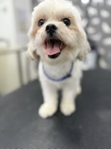 Mobile Groomers Preston