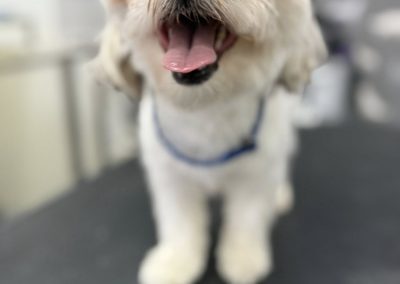 Mobile Groomers Preston