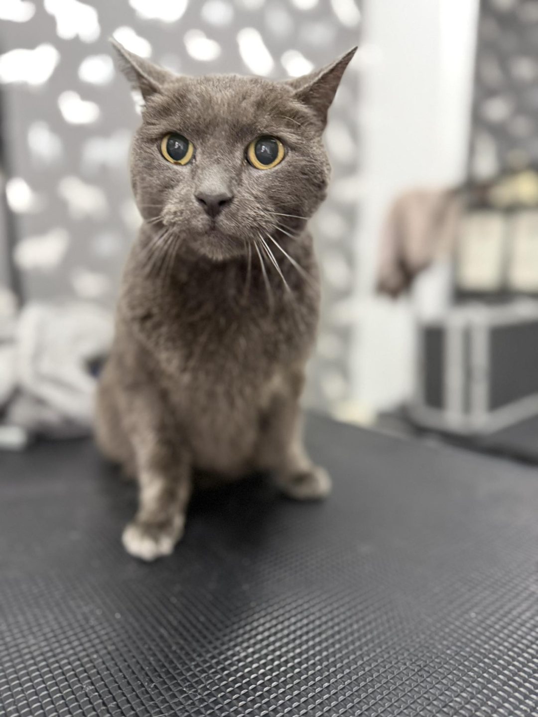 Mobile Groomers Lancaster