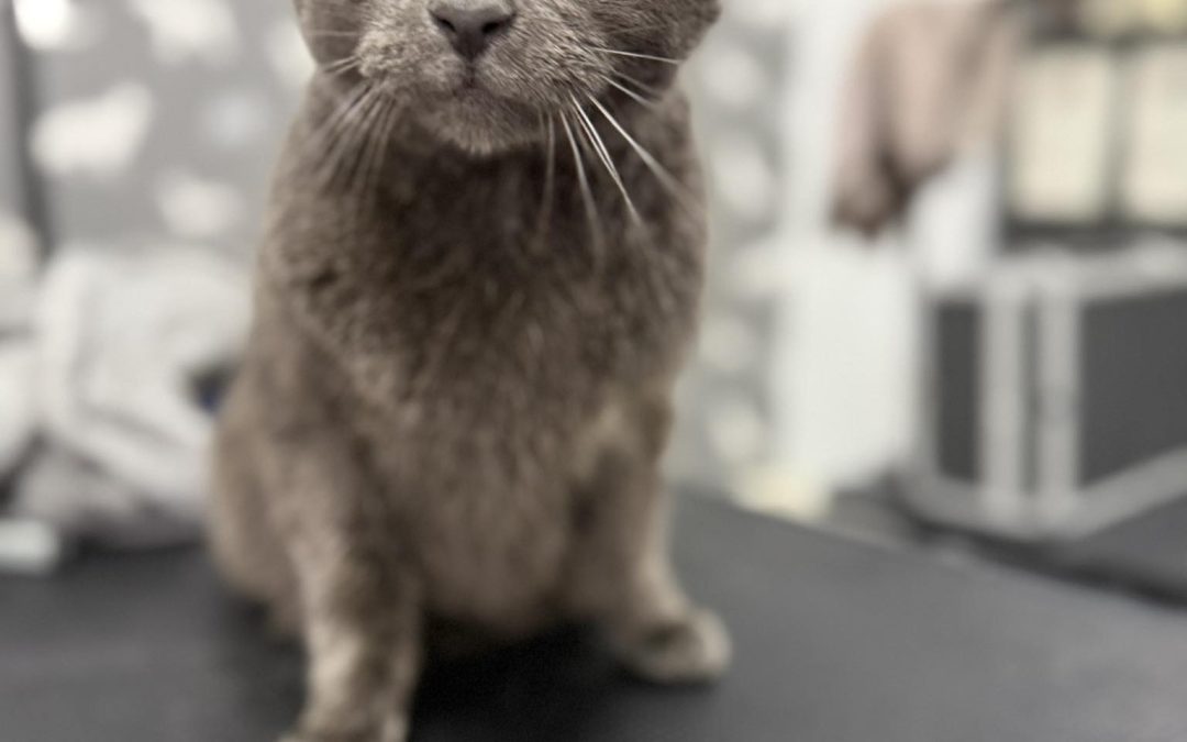 Mobile Groomers Lancaster